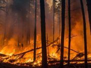 Aktuell mittlere Waldbrandgefahr