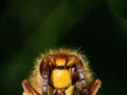 Wespen, Hornissen und Co. Untere Naturschutzbehörde lädt zu Vortrag über fliegende Insekten