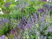 Fotowettbewerb zu blühenden Gärten