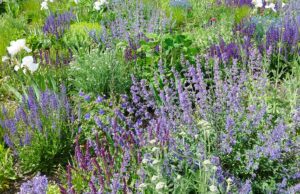 Fotowettbewerb zu blühenden Gärten