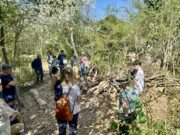 Ein offener Himmel für Wildbienen Warum der Grillplatz in Bodenheim nicht überdacht werden sollte