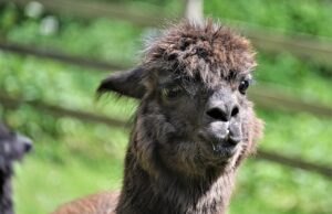 Kaffeenachmittag auf der Alpakaweide