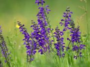 Frankfurter Straße: Mit Bebauungsplan prägende Grünflächen erhalten