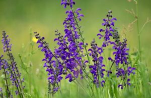 Frankfurter Straße: Mit Bebauungsplan prägende Grünflächen erhalten