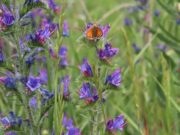 Fotowettbewerb: Mitmachen und das blühende Bischofsheim in Szene setzen!
