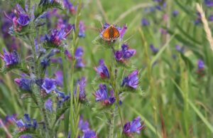 Fotowettbewerb: Mitmachen und das blühende Bischofsheim in Szene setzen!