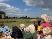 Ausflug zum Alpakahof Hessenaue begeistert alle