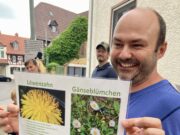 Krautschau in Bodenheim Naturschutz >>>Wie man Lebensräume in Gehwegfugen entdeckt