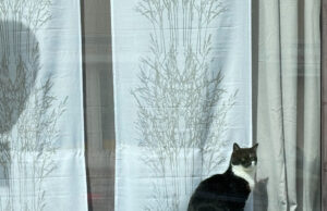 Kostenlose Bluttests für Katzen im Sommer Früherkennung Katzenkrankheiten >>>Boehringer Ingelheim startet bundesweite Vorsorgeaktion