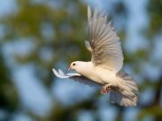 Glas wird zur Todesfalle für Vögel Kreis wirbt für vogelfreundliches Bauen, um Kollisionen zu verhindern