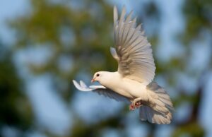 Glas wird zur Todesfalle für Vögel Kreis wirbt für vogelfreundliches Bauen, um Kollisionen zu verhindern