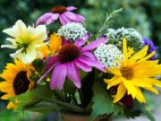 „Sommerfest im Blütenmeer“ im Haus der Senioren am 8. Juli