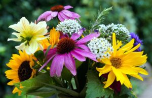 „Sommerfest im Blütenmeer“ im Haus der Senioren am 8. Juli