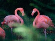 Flamingos vor dem Abflug Diskussion >>>Die Umsiedlung als eine Frage des Tierschutzes und des Dialogs