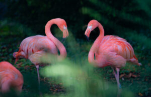 Flamingos vor dem Abflug Diskussion >>>Die Umsiedlung als eine Frage des Tierschutzes und des Dialogs