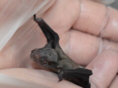 Licht aus – Fledermaus!