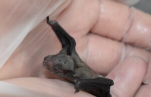 Licht aus – Fledermaus! Faszinierend statt furchteinflößend: Fledermäuse in Bodenheim