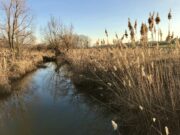 Dank an ehrenamtliche Helfer RENATURIERUNG >>> Bachpaten sind an der Selz unverzichtbar