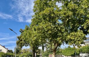 Bodenheim blüht auf KfW-Förderung >>>326.000 Euro für Klimaschutz und neue Bäume