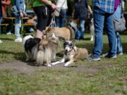 Hunde, Action und jede Menge Spaß