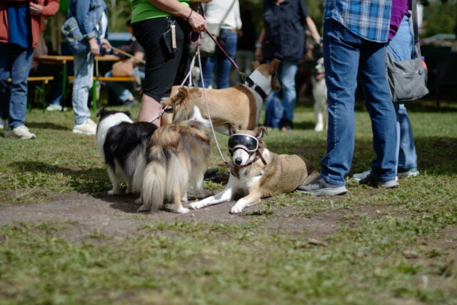 Hechtsheim-Hundeverein1 Nadine Tannreuther