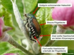 Japankäfer in Trebur entdeckt – Präventivmaßnahmen im Umkreis eingeleitet