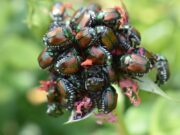 Invasiver Japankäfer: Rüsselsheim liegt in der Pufferzone