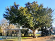 Baumexkursion in Bodenheim am 25.10. um 14 Uhr Artenschutz >>> Umweltbeauftragter Torsten Jäger lädt zum Entdecken ein