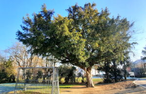 Baumexkursion in Bodenheim am 25.10. um 14 Uhr Artenschutz >>> Umweltbeauftragter Torsten Jäger lädt zum Entdecken ein