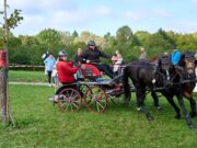 Zwei Tage voller Kutschenkunst und Gemeinschaft Pferdesport >>>Das Fahrturnier des Gonsenheimer RFV begeisterte das Publikum