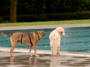 Tierisches Vergnügen im Rheinhessen-Bad PREMIERE > 1. Hundeschwimmtag der Verbandsgemeinde Nieder-Olm