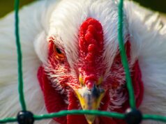 Vogelgrippe ist im Kreis Groß-Gerau angekommen