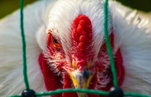 Vogelgrippe-Verdacht bestätigt Kreis Groß-Gerau erlässt Allgemeinverfügung mit Stallpflicht für Geflügel