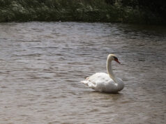 Vogelgrippe im Kreis Mainz-Bingen nachgewiesen