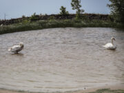 Vorsichtsmaßnahme bei Verdacht auf Vogelgrippe