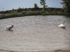 Vorsichtsmaßnahme bei Verdacht auf Vogelgrippe