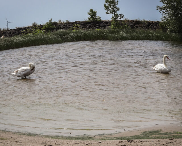 Mainz-Bingen_Vogelgrippe