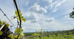 Antragsfrist für Umstrukturierungsmaßnahmen im Weinbau