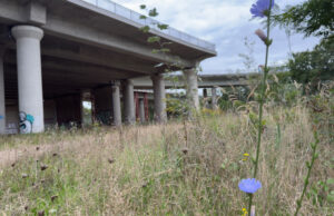 Zehn Jahre Sperrung? Ortsbeirat >>>Folgen der Abfahrtsperrung nach Mombach treffen Stadt und Landkreis