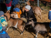 Hirtenfeuer als Teil von „Kultur um 8“