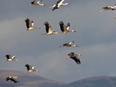 Frühe Rückkehr der Störche in die Rheinauen