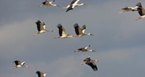 Frühe Rückkehr der Störche in die Rheinauen