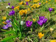 Rüsselsheim begrünt 2025