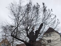 Linde am Gemeindeplatz muss gefällt werden