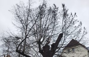 Linde am Gemeindeplatz muss gefällt werden