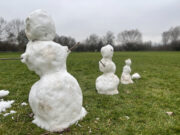 Internationales Schutzgebiet Inselrhein im Blick