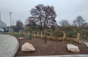 Neue Klimabäume für ein zukunftsfähiges Straßenbild 19 Bäume und vielfältige Bepflanzung an der Lise-Meitner-Straße