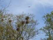 Maßnahmen zur Vergrämung starten Eigentümer des Wohngebietes einigen sich mit der Stadt Mainz