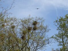 Maßnahmen zur Vergrämung starten