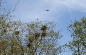 Maßnahmen zur Vergrämung starten Eigentümer des Wohngebietes einigen sich mit der Stadt Mainz
